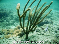 Reef at Lauderdale by the Sea by Michael Kovach 
